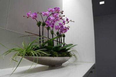 Можно ли держать дома орхидеи: красивые цветы для интерьера и для души - roomble.com
