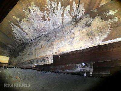 Чем опасна плесень в подвале и как от неё избавиться - rmnt.ru