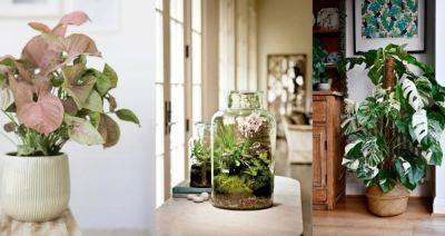 Обновите свой интерьер: 11 популярных комнатных растений. - tk-lanskoy.ru